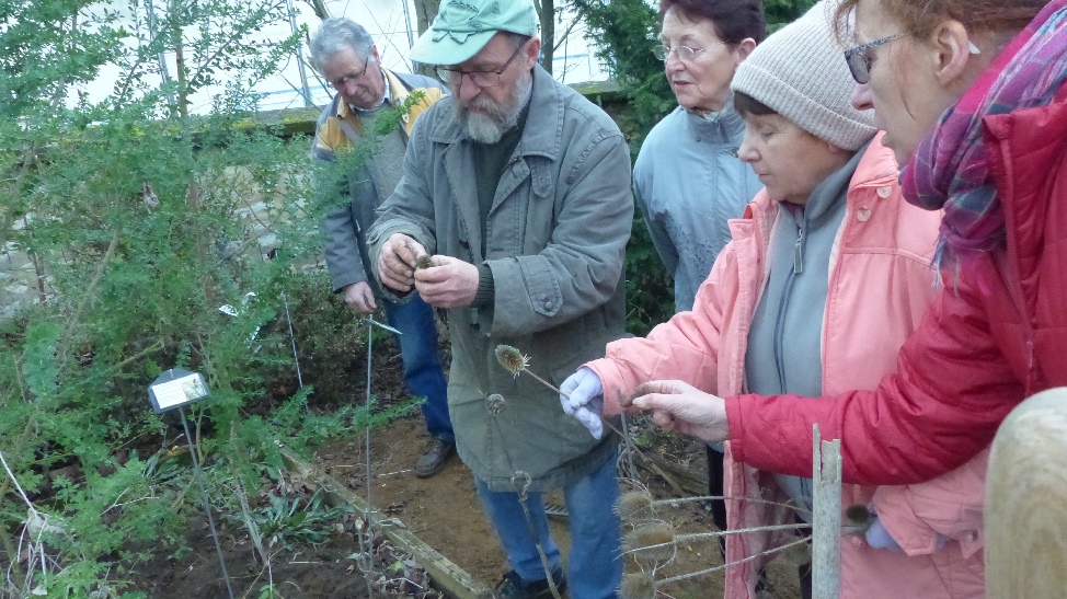 Semis de cardères cultivées, plantes bisannuelles